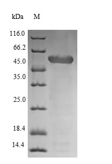 Bacterial LYTA protein