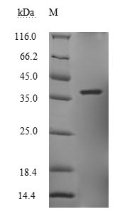 Viral VP30 protein