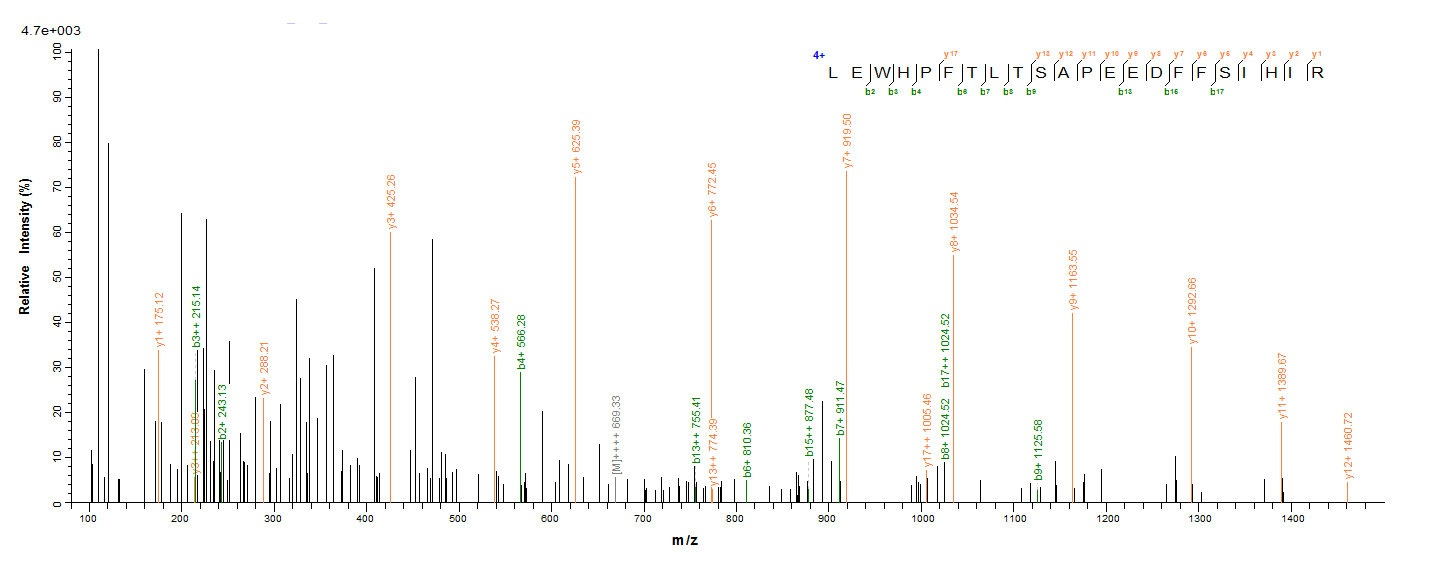 Human CYBB protein