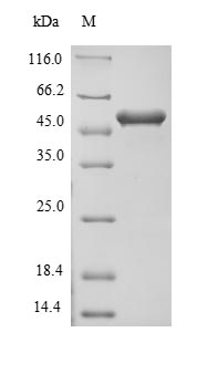 Mouse FLII protein