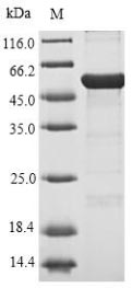 Bacterial XYLE protein