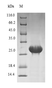 Human PRSS21 protein