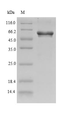 Xenopus GATA1-A protein