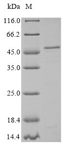 Bacterial DEGS protein