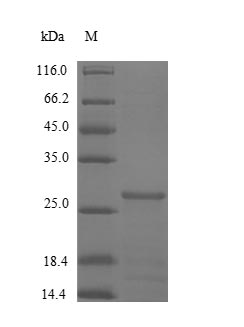 Human CSTB protein