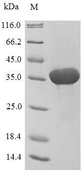 Plant Root allergen protein