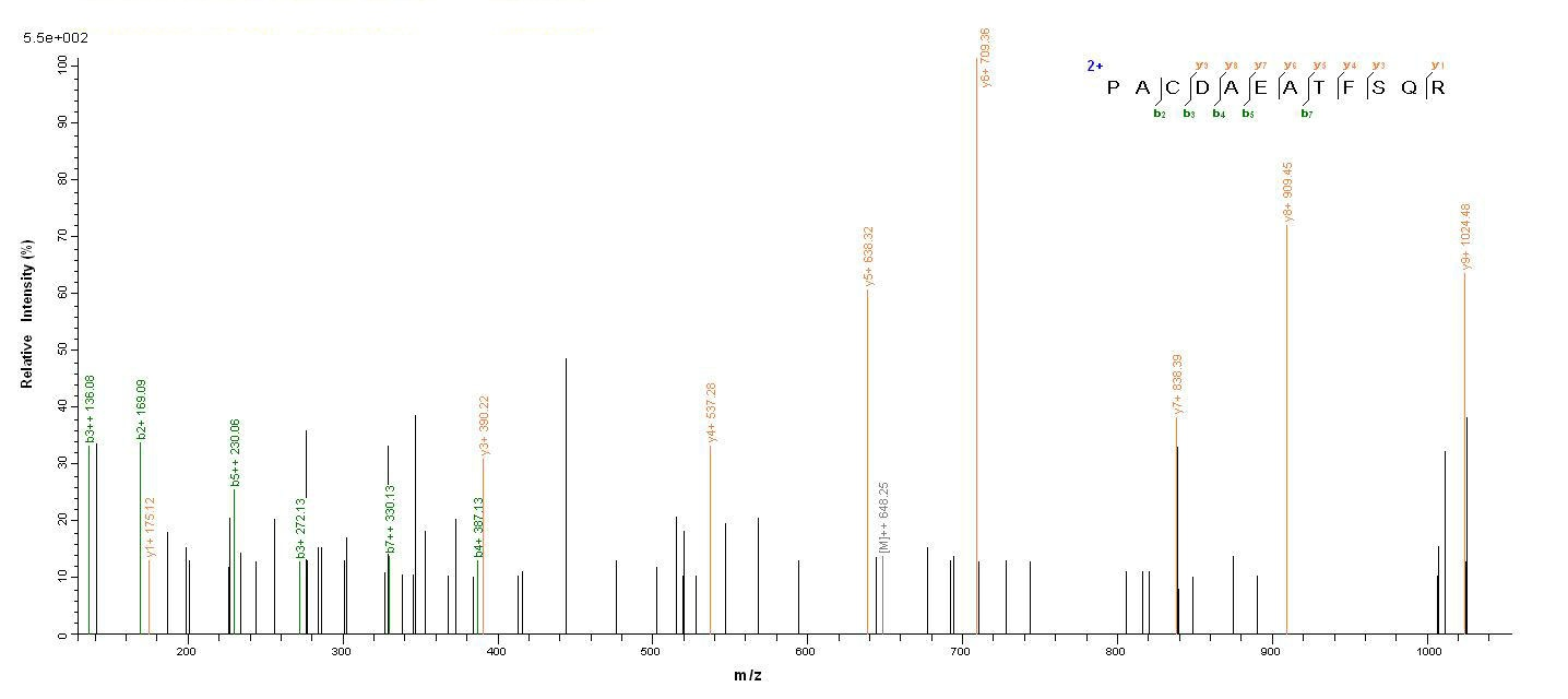 Human OXT protein