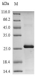 Bird Ovomucoid protein
