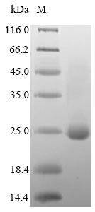Human DOCK8 protein