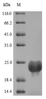 Human DOCK8 protein