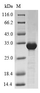 Plant Trypsin protein