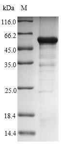 Human GNAZ protein