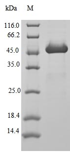 Human ARF1 protein