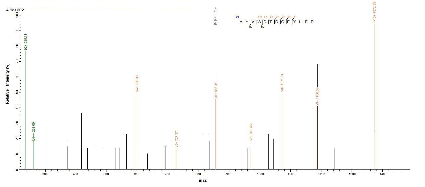 Mouse TMEM27 protein