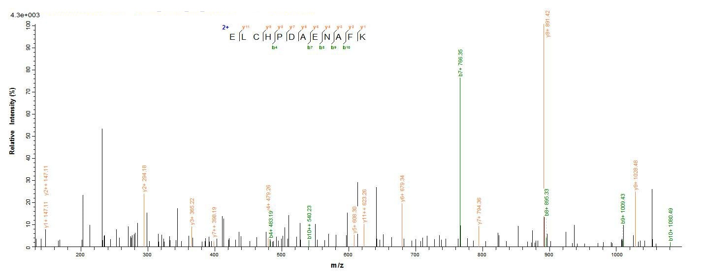 Mouse TMEM27 protein