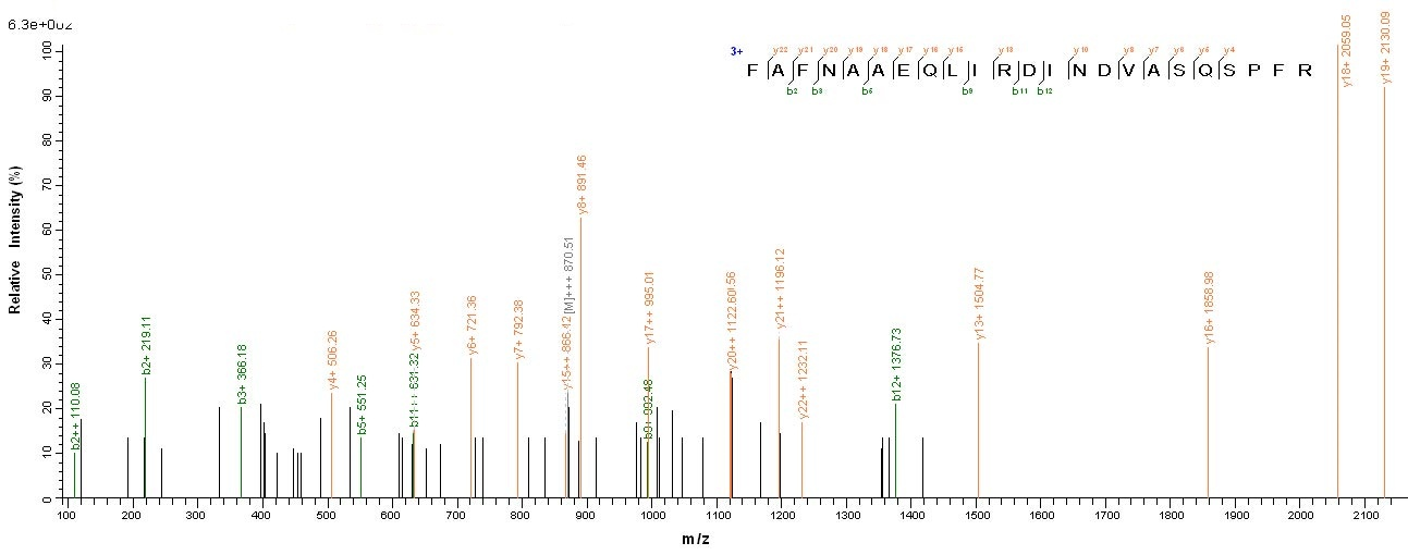 E. coli ALKB protein