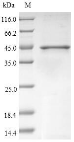 Plant P43187 protein