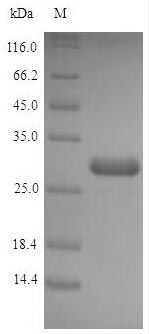 E. coli ACPP protein