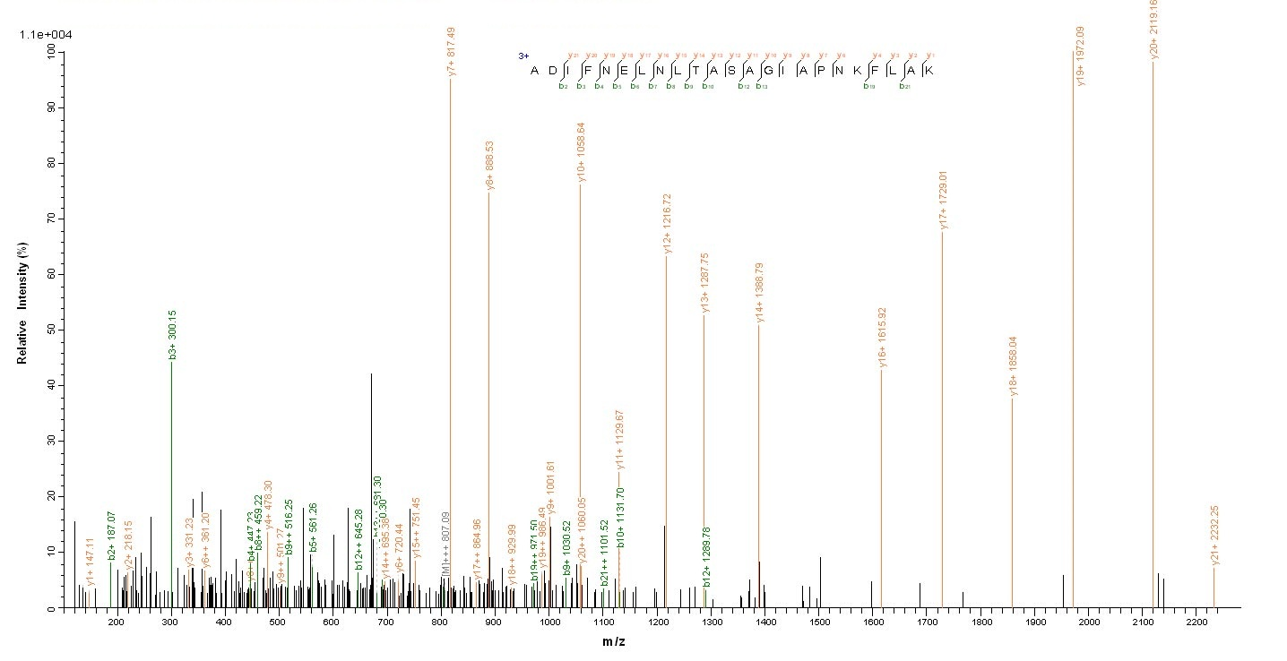 Bacterial DINB protein