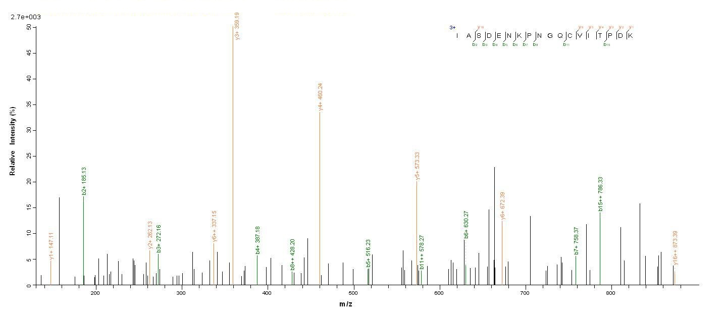 Bacterial DINB protein