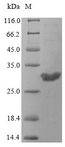 Fungi URA5 protein