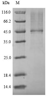 Fungi URA5 protein