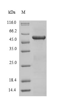 Human Tropomyosin protein