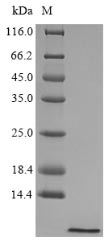 Fish Hepcidin-25 protein