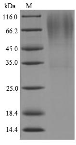 Bacterial Lysyl endopeptidase protein
