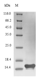 Bacterial CTXB protein