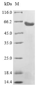 Human LGR5 protein
