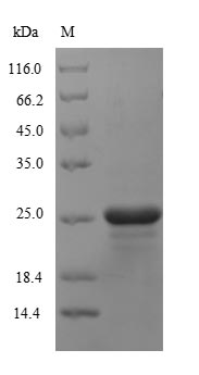 Bacterial PAC protein