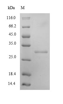 Mouse KLK8 protein