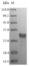 Bacterial LUXS protein