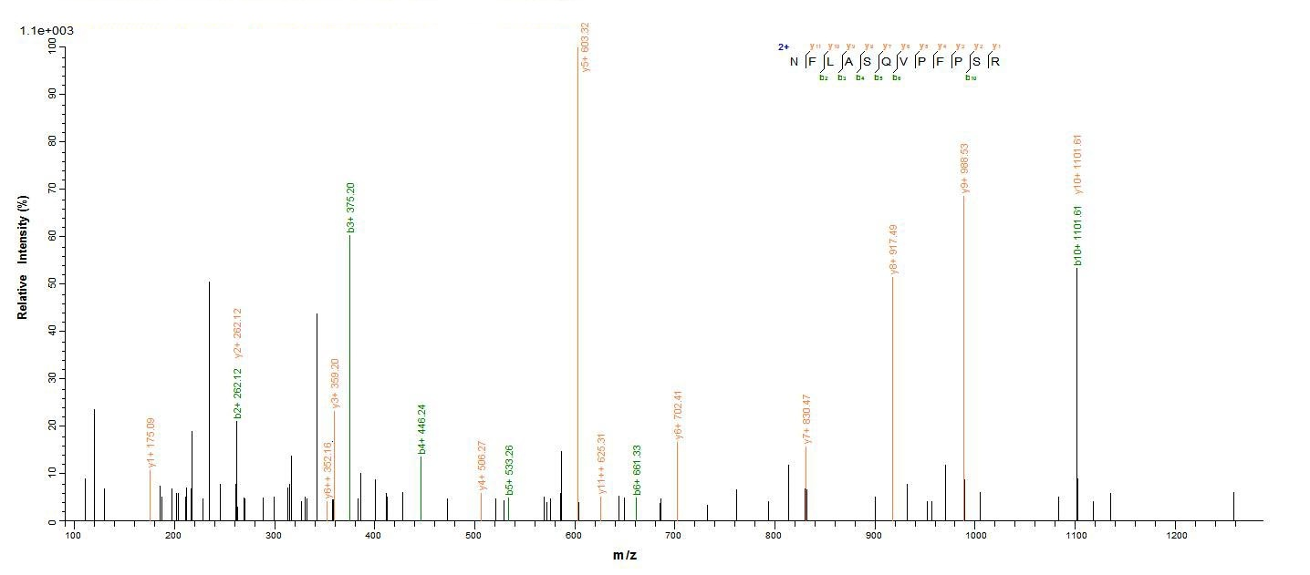 Rat HSD17B10 protein