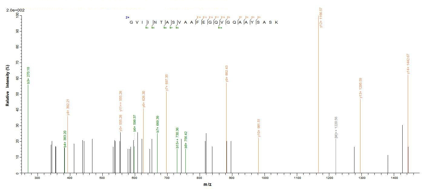 Rat HSD17B10 protein