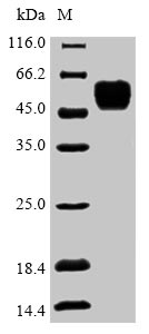Zebrafish COPS2 protein