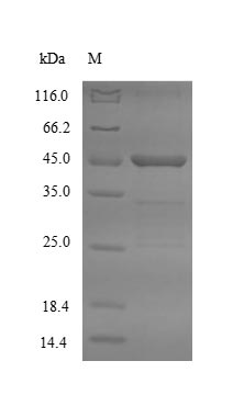 Mouse ASGR2 protein