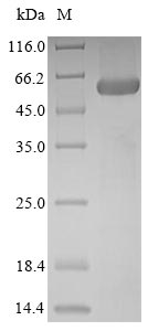 Bacterial BUSG_347 protein