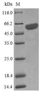 E. coli ISCS protein