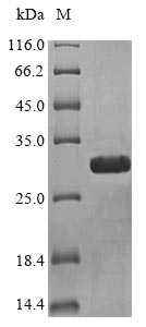 Reptile Toxin 3FTx-Oxy6 protein