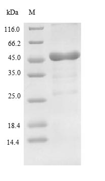 Bacterial Lysyl endopeptidase protein