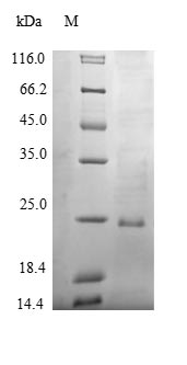Bovine SFTPB protein