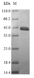 Animal Sarcoplasmic calcium-binding protein, alpha-B and -A chains protein