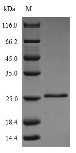 Bovine GLTP protein
