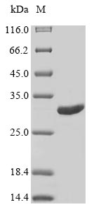 Insect Venom allergen 5 protein