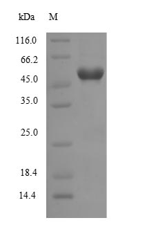 Human WNT7B protein
