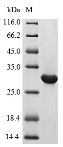 Human IFNLR1 protein
