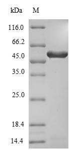 Fungi PHYA protein