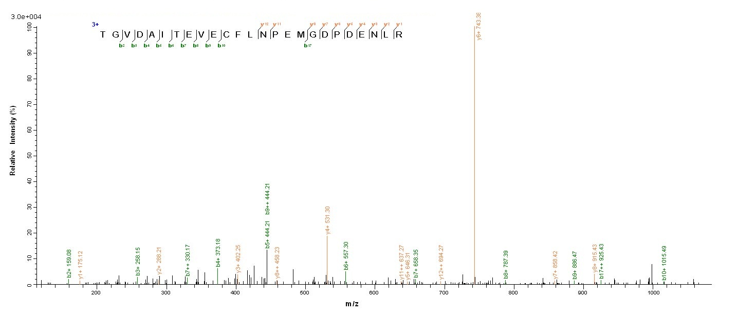 Human Major capsid protein VP1 protein